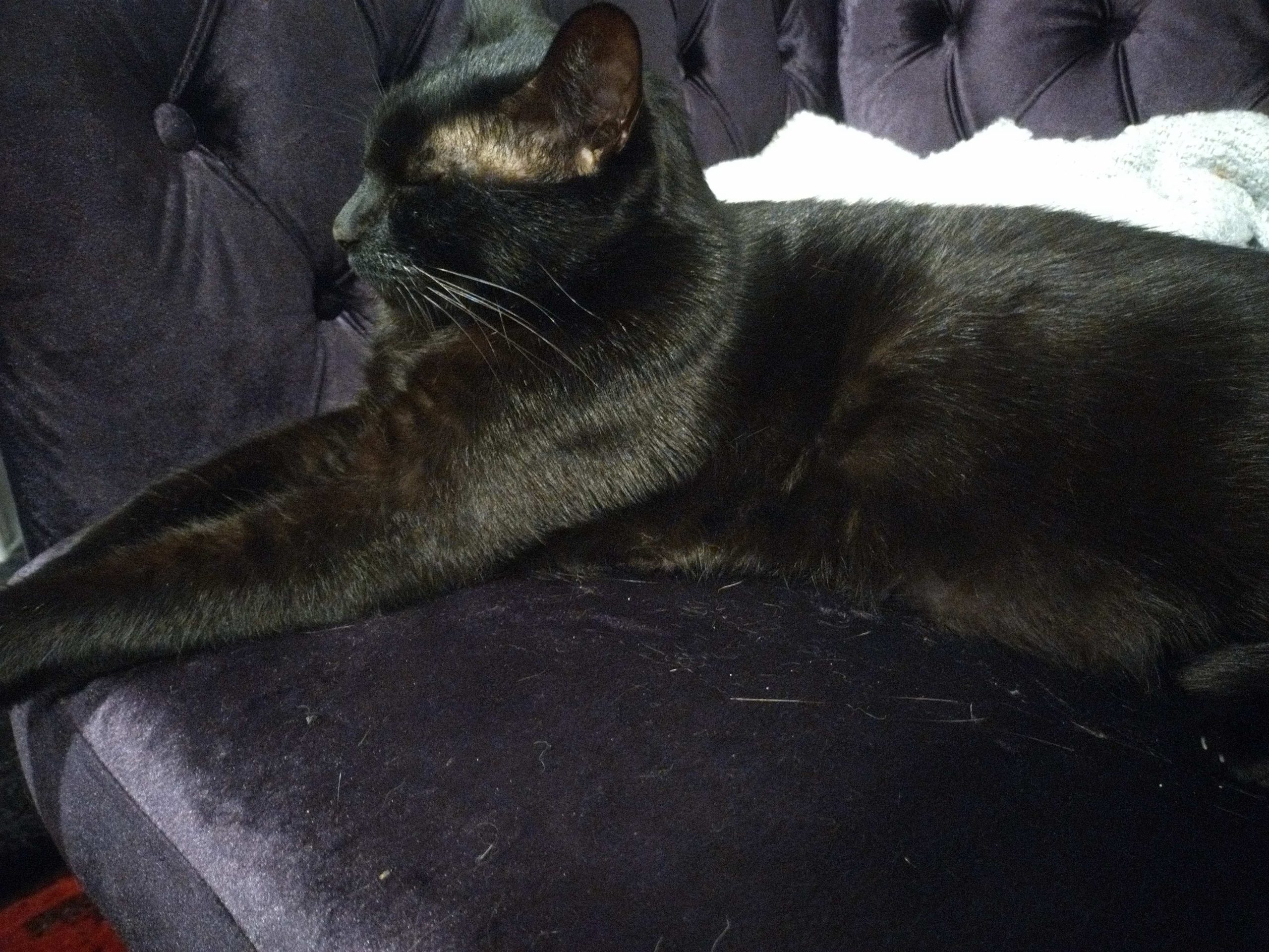 ICHABOD: THE LAP OF LUXURY